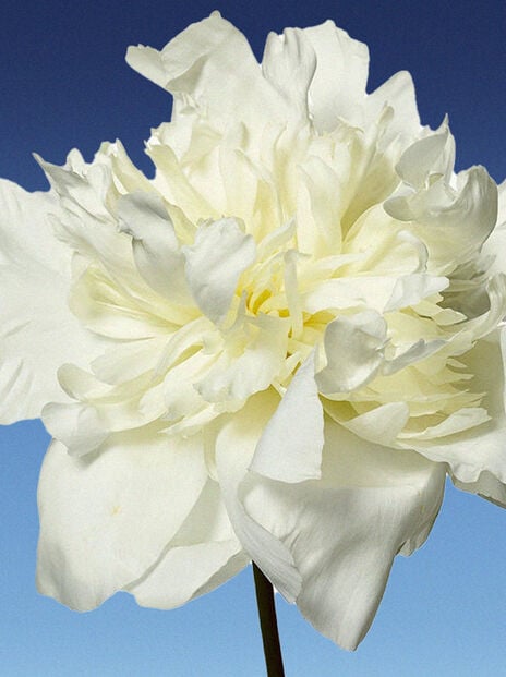close up of white flower in full bloom on blue background