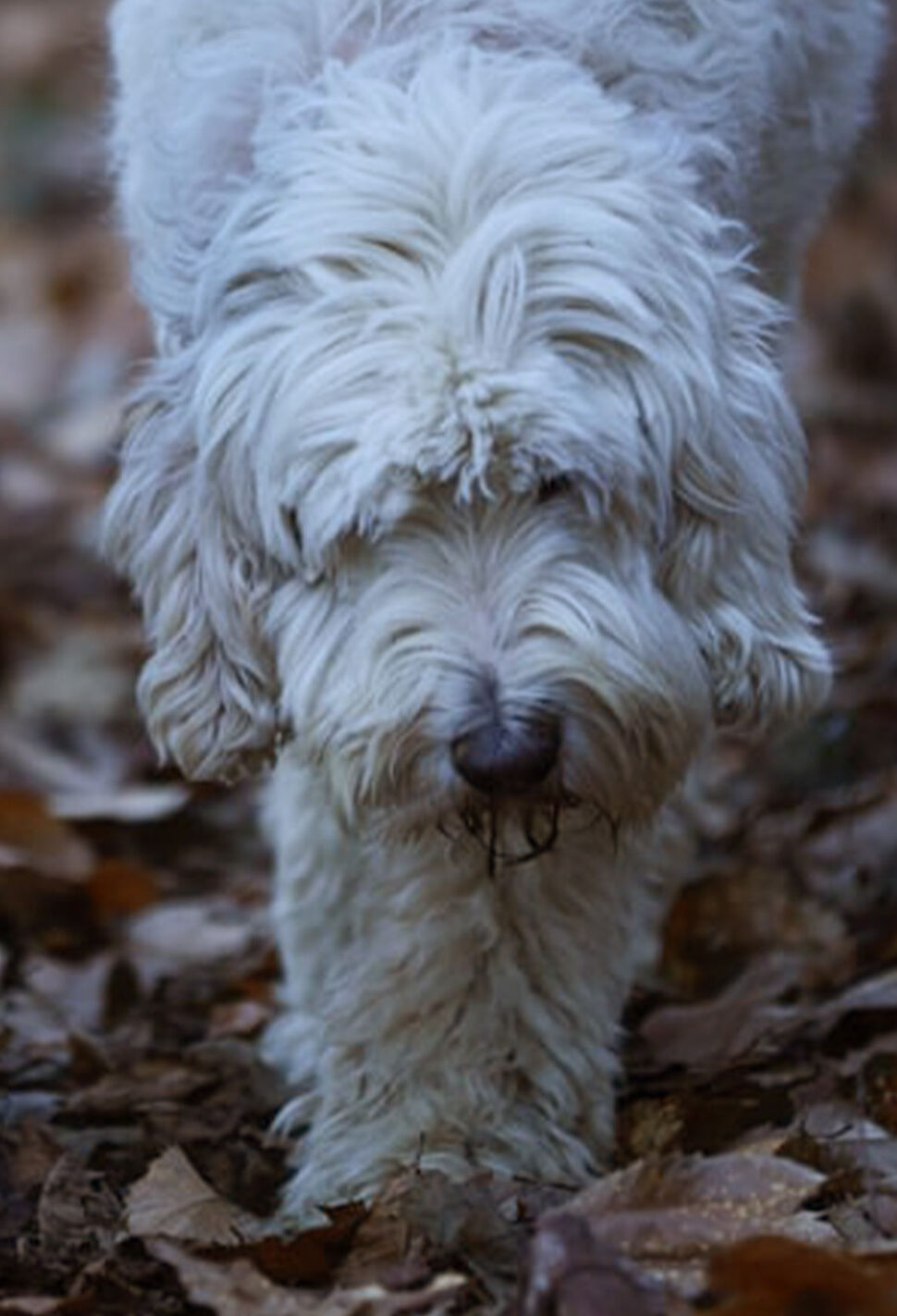 Story of White Truffle